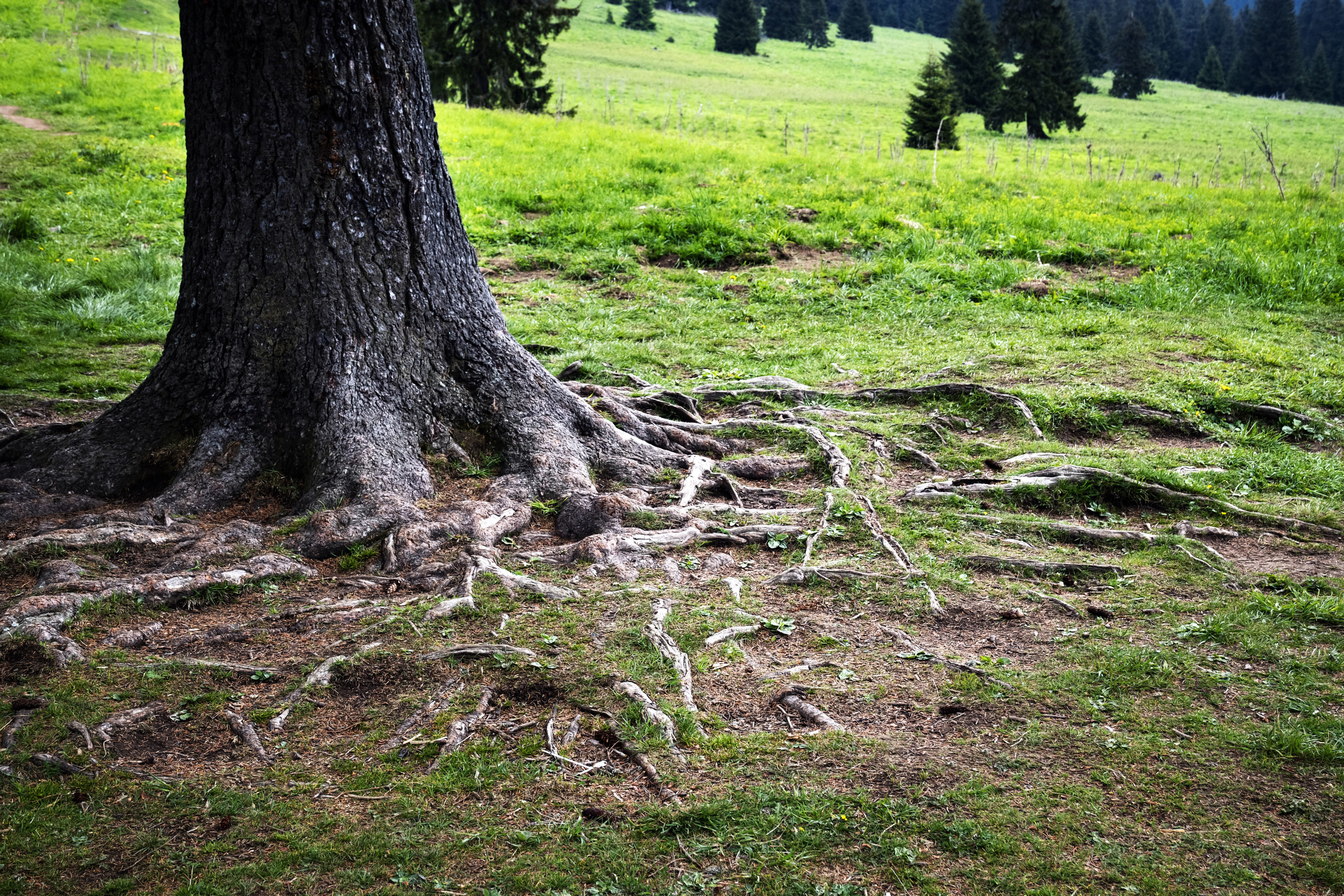 Tree with visible roots